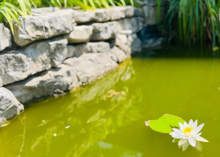 By The Creek Vaszoly