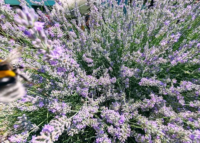 By The Creek Vászoly